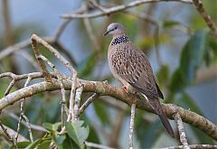 Spotted Dove